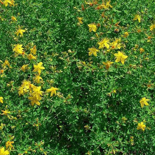 St. John's Wort - Future Forests