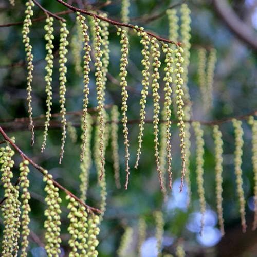 Stachyurus praecox - Future Forests