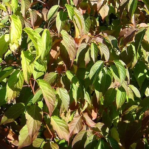 Stachyurus praecox - Future Forests