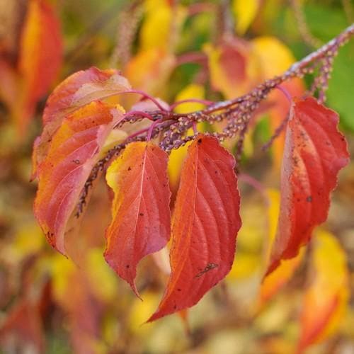 Stachyurus praecox - Future Forests