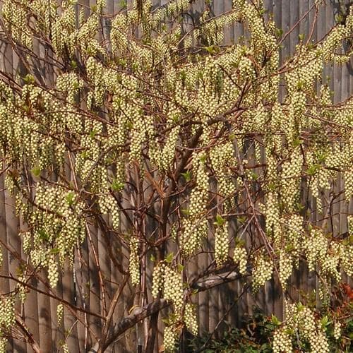 Stachyurus praecox - Future Forests