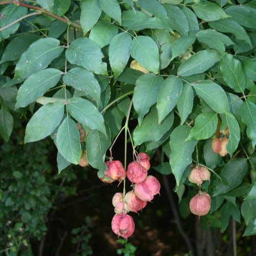 Staphylea pinnata