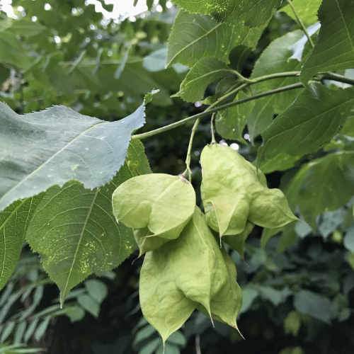 Staphylea pinnata