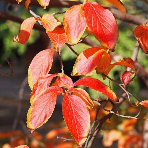 Stewartia pseudocamellia - Japanese Stewartia - Future Forests