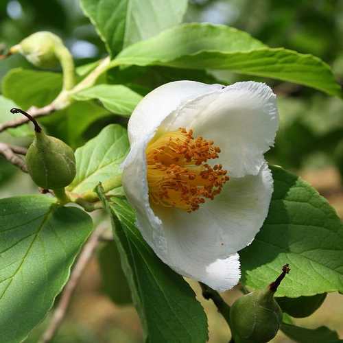 Stewartia pseudocamellia - Japanese Stewartia - Future Forests