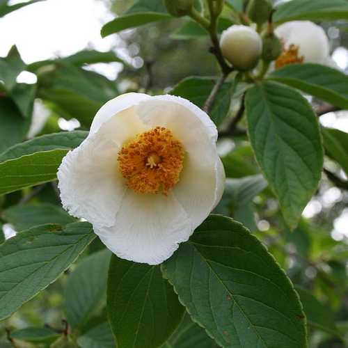 Stewartia pseudocamellia - Japanese Stewartia - Future Forests