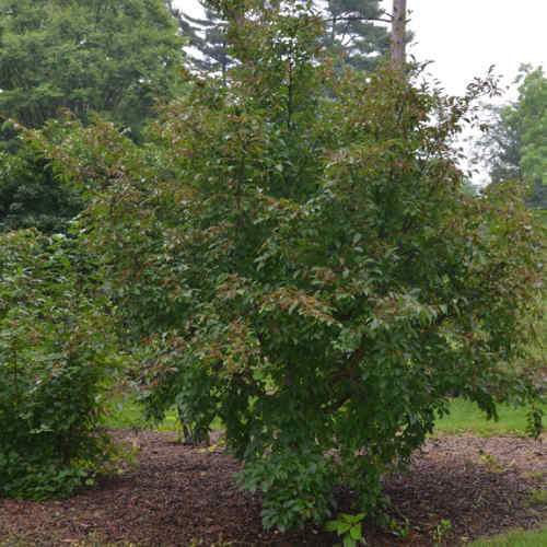 Stewartia pseudocamellia Koreane - Korean Stewartia
