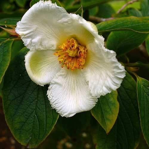 Stewartia pseudocamellia - Japanese Stewartia - Future Forests