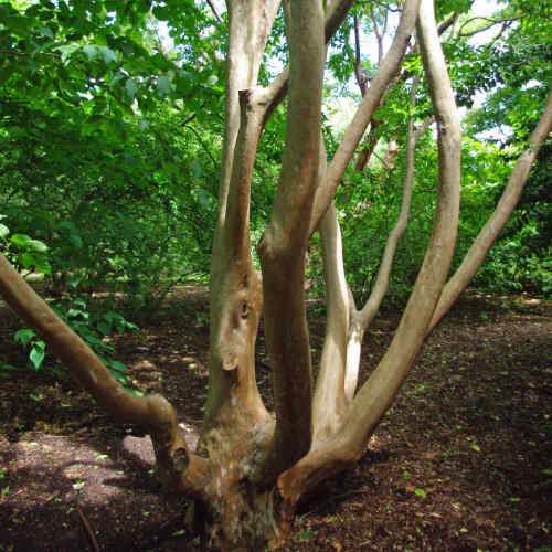 Stewartia sinensis - Chinese Stewartia