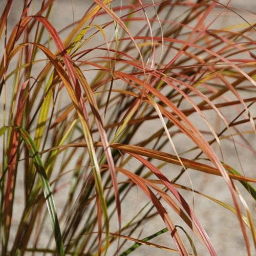 Stipa arundinacea - Future Forests