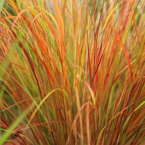 Stipa arundinacea 9cm Pot