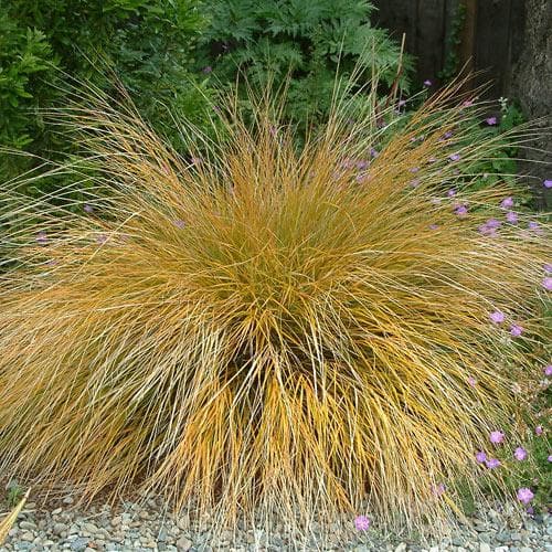 Stipa arundinacea