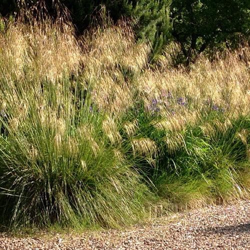 Stipa gigantea - Future Forests