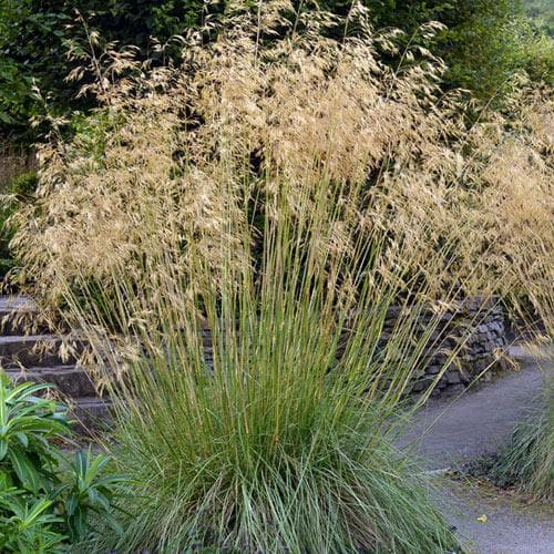 Stipa gigantea