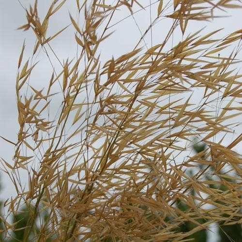 Stipa gigantea