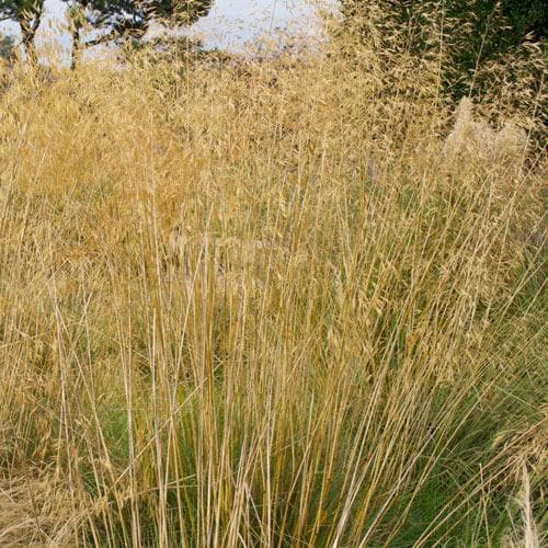 Stipa gigantea