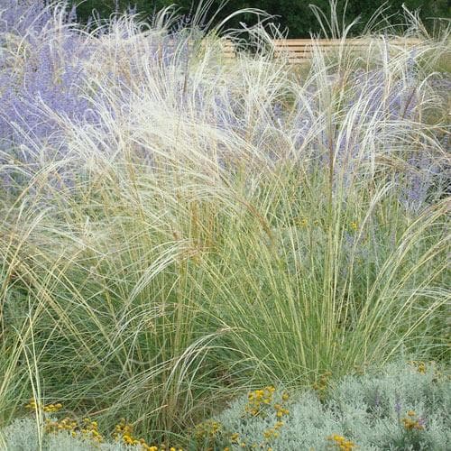 Stipa tenuissima - Future Forests