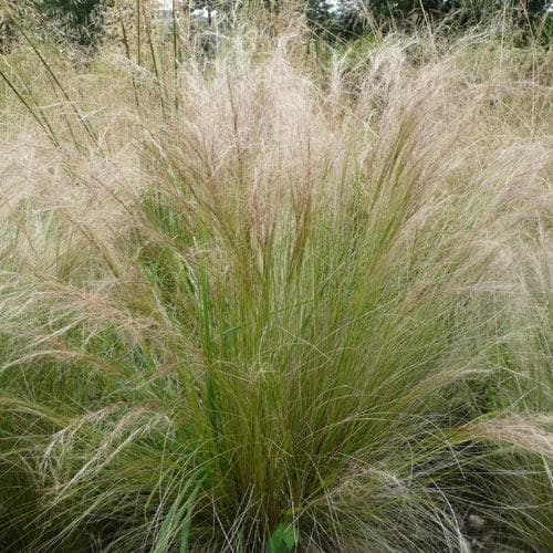 Stipa tenuissima Pony Tails