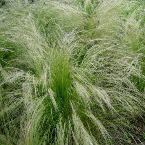 Stipa tenuissima Pony Tails