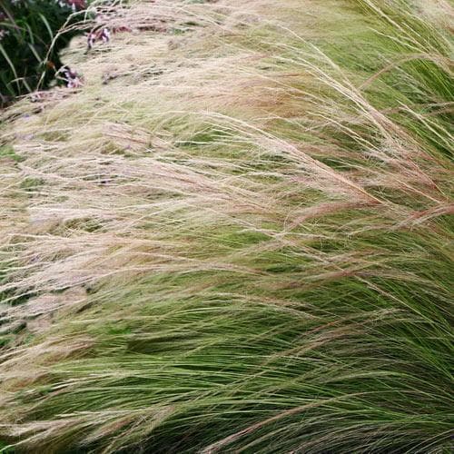 Stipa tenuissima Pony Tails