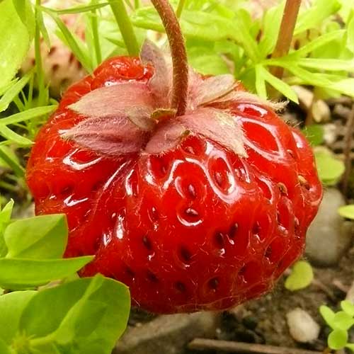 Strawberry Framberry