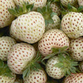 Strawberry Snow White - Pineberry 9cm Pot