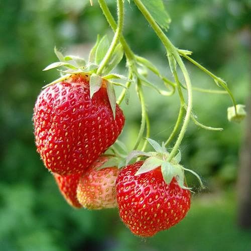 Strawberry Cambridge Favourite - Future Forests