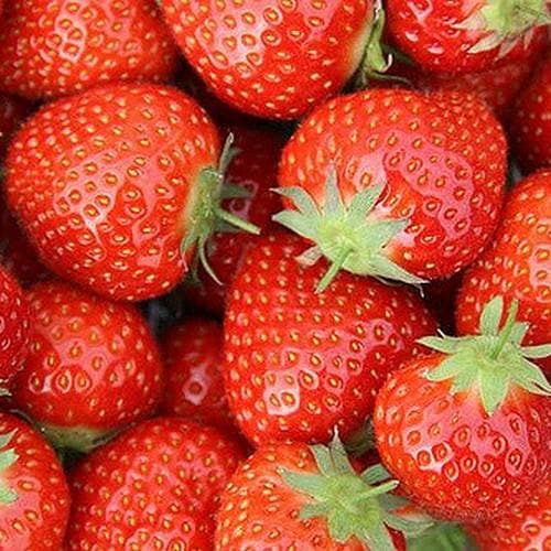 Strawberry Elsanta - Future Forests