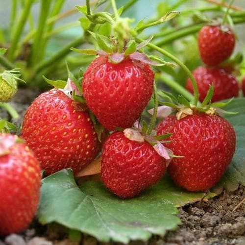 Strawberry Elsanta - Future Forests