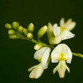 Sophora japonica Princeton Upright