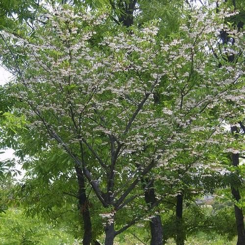 Styrax japonica - Japanese Snowbell