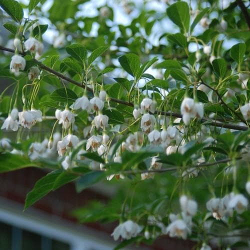 Styrax japonica - Japanese Snowbell