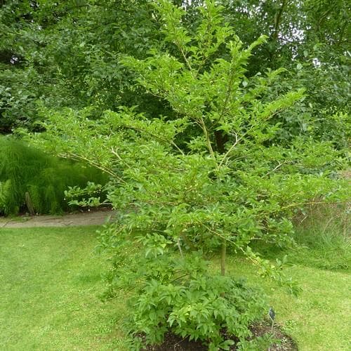 Styrax japonica - Japanese Snowbell