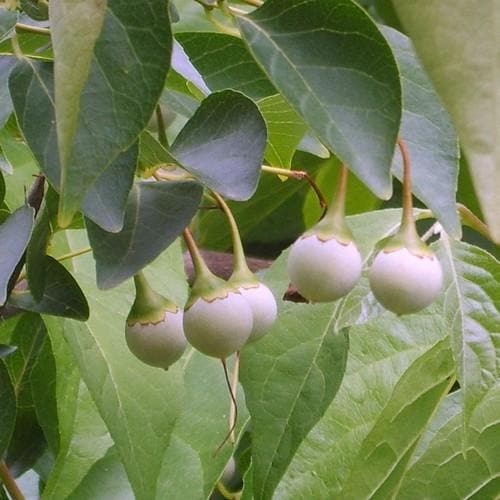 Styrax japonica - Japanese Snowbell