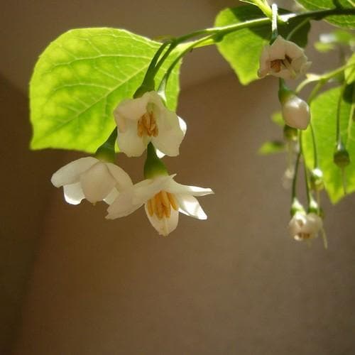 Styrax japonica - Japanese Snowbell