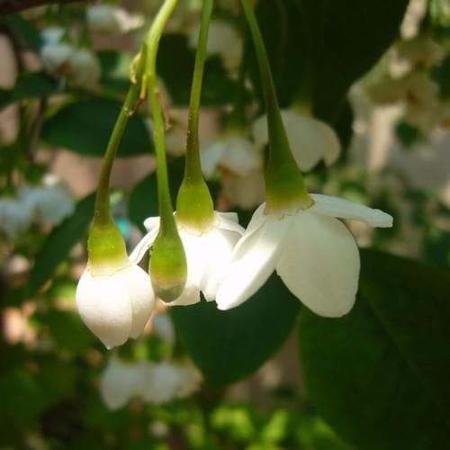 Styrax japonica - Japanese Snowbell