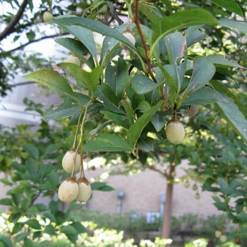 Styrax japonica - Japanese Snowbell