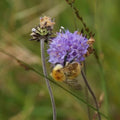 Succisa pratensis - Devil's Bit Scabious 9cm Pot