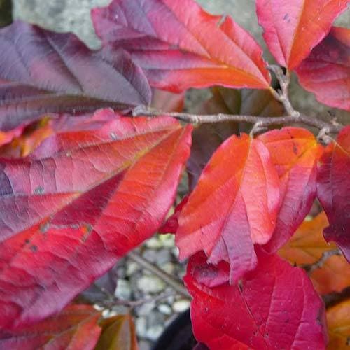 Sycoparrotia semidecidua Purple Haze