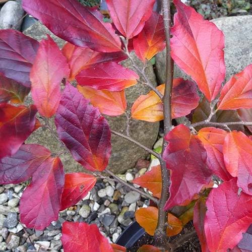 Sycoparrotia semidecidua Purple Haze