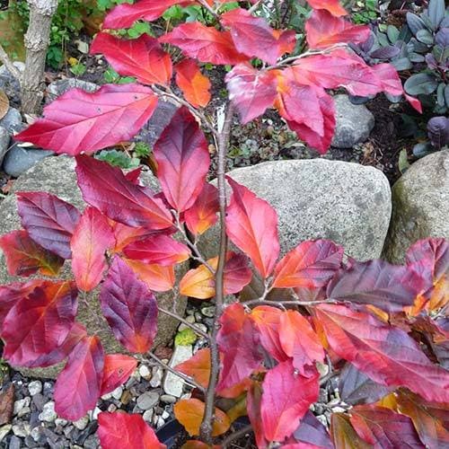 Sycoparrotia semidecidua Purple Haze