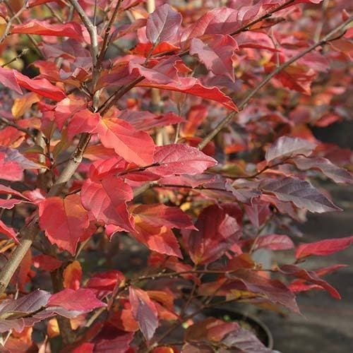 Sycoparrotia semidecidua Purple Haze