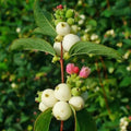 Symphoricarpos alba Bareroot | 1-2ft