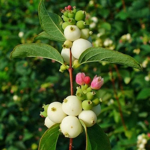Symphoricarpos alba Bareroot | 1-2ft