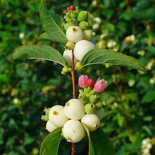 Symphoricarpos alba - Future Forests