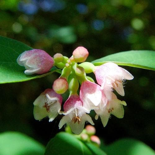 Symphoricarpos alba - Future Forests