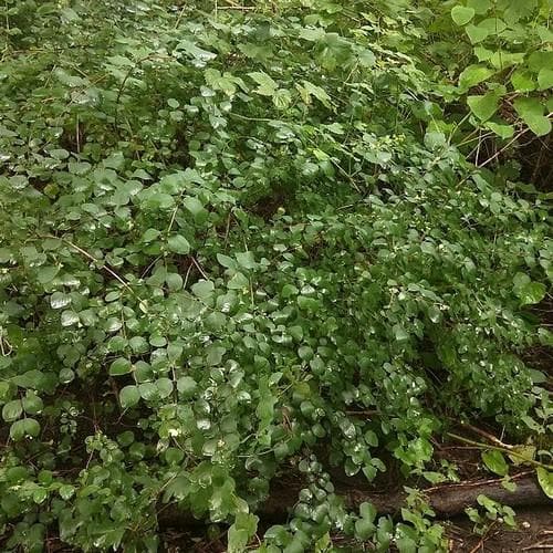 Symphoricarpos alba - Future Forests