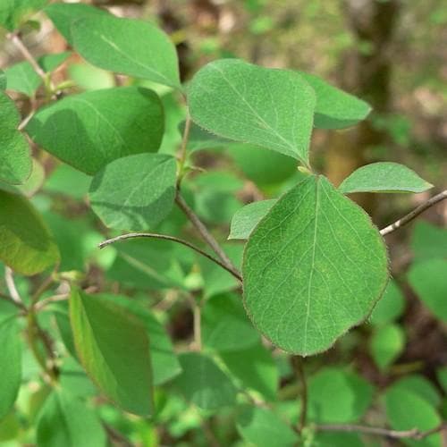 Symphoricarpos alba - Future Forests