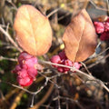 Symphoricarpos x doorenbosii Magic Berry - Future Forests