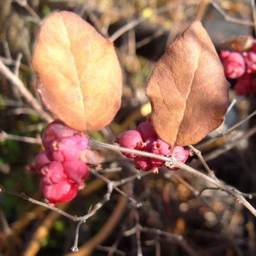 Symphoricarpos x doorenbosii Magic Berry Bareroot | 1-2ft